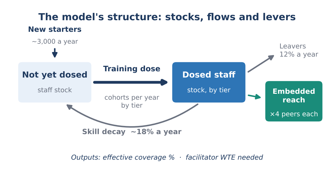 Figure 1. A simplified view of the model: training moves staff into the dosed stock, while turnover and skill decay drain it.